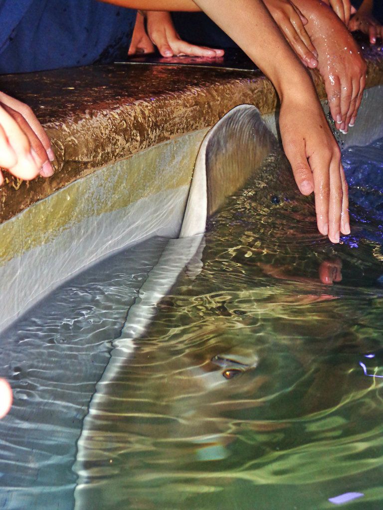 Exploring Colorado and Beyond Girl Scout Aquarium Overnighter